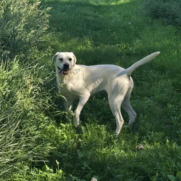 Enlarge Ruth, a Adoptable mixed breed in Watertown, SD image 6/6