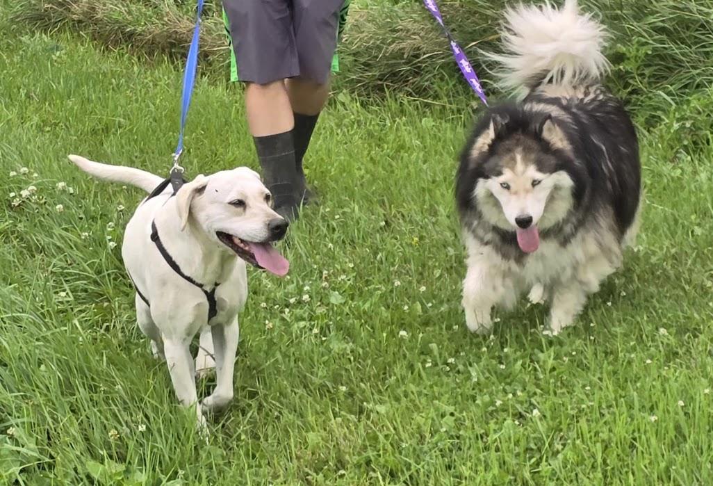 Enlarge Ruth, a Adoptable mixed breed in Watertown, SD image 4/6