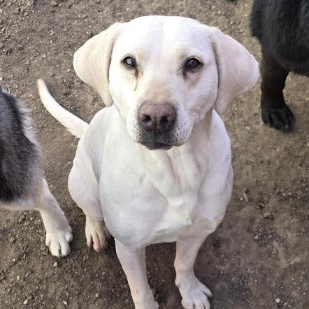 Enlarge Ruth, a Adoptable mixed breed in Watertown, SD image 2/6