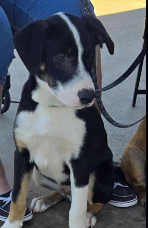Lol-P-25 Rook, an adoptable Mixed Breed in Billings, MT, 59101 | Photo Image 1