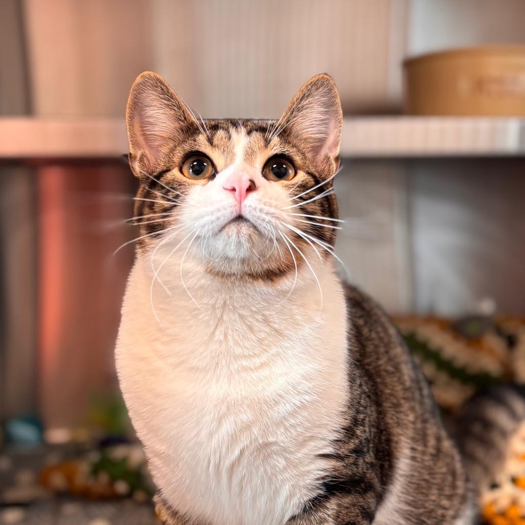 Houdini, a Adoptable Domestic Short Hair in Nashville, IN image 1/5