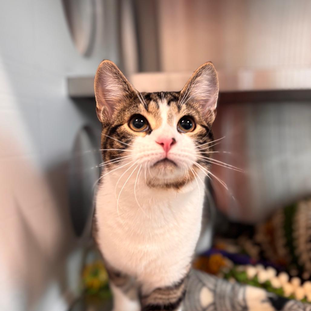 Houdini, a Adoptable Domestic Short Hair in Nashville, IN image 2/5