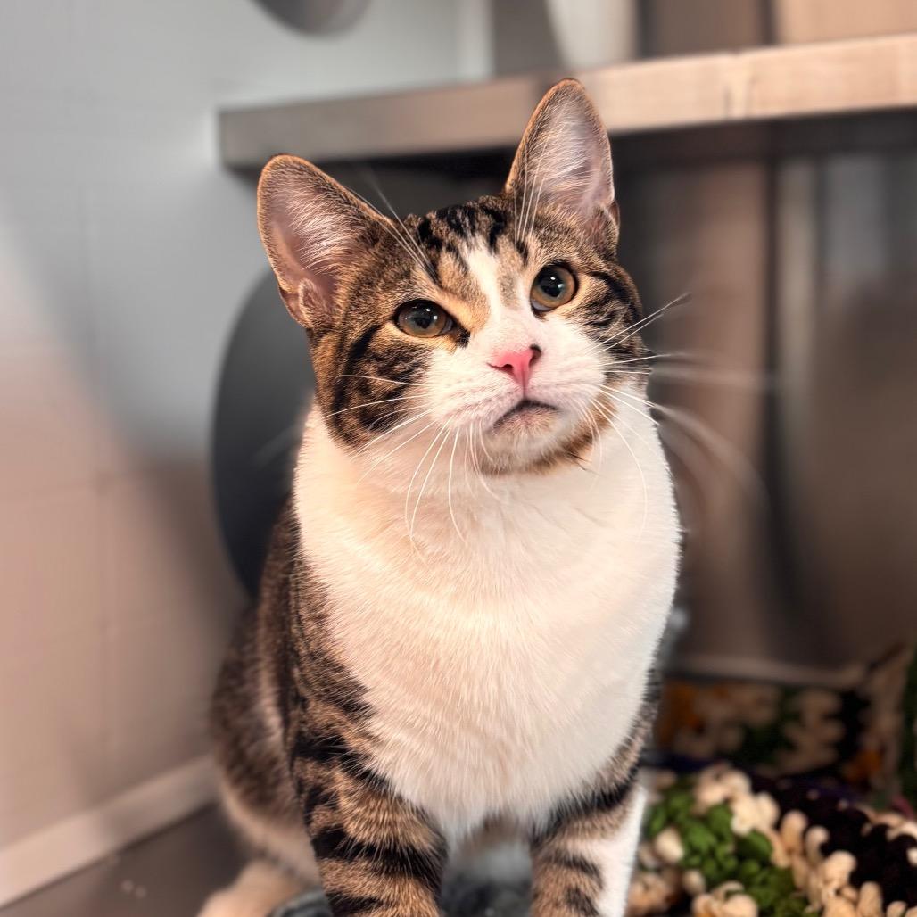 Houdini, a Adoptable Domestic Short Hair in Nashville, IN image 3/5