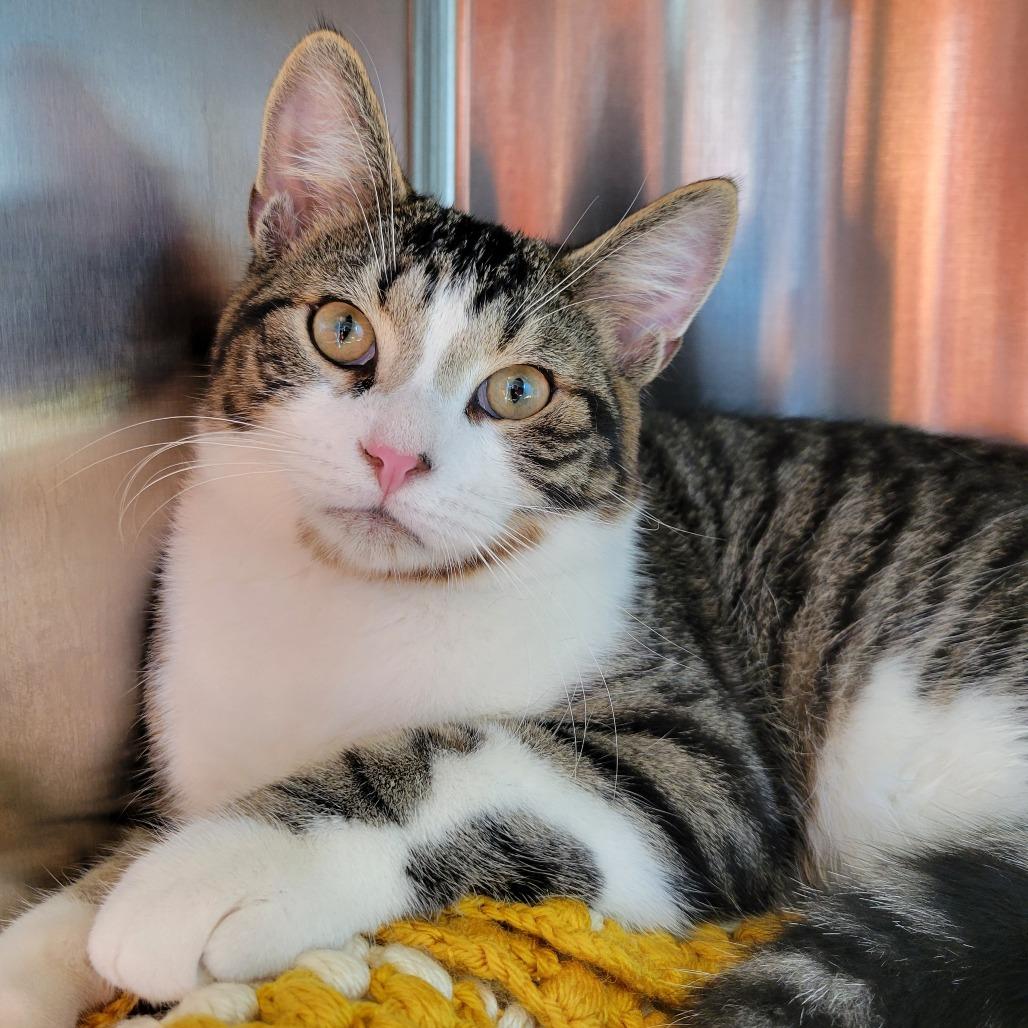 Houdini, a Adoptable Domestic Short Hair in Nashville, IN image 4/5