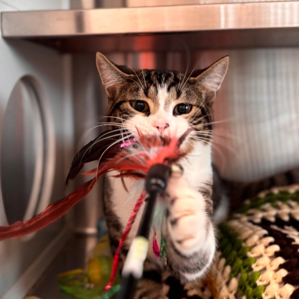 Houdini, a Adoptable Domestic Short Hair in Nashville, IN image 5/5