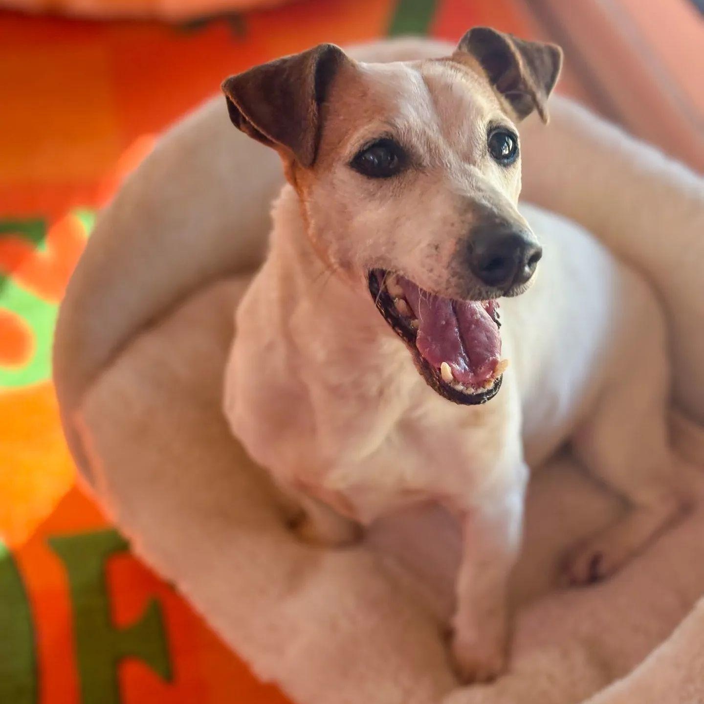 Enlarge Ms. Happy Woody, a Adoptable mixed breed in Vancouver, BC image 6/6