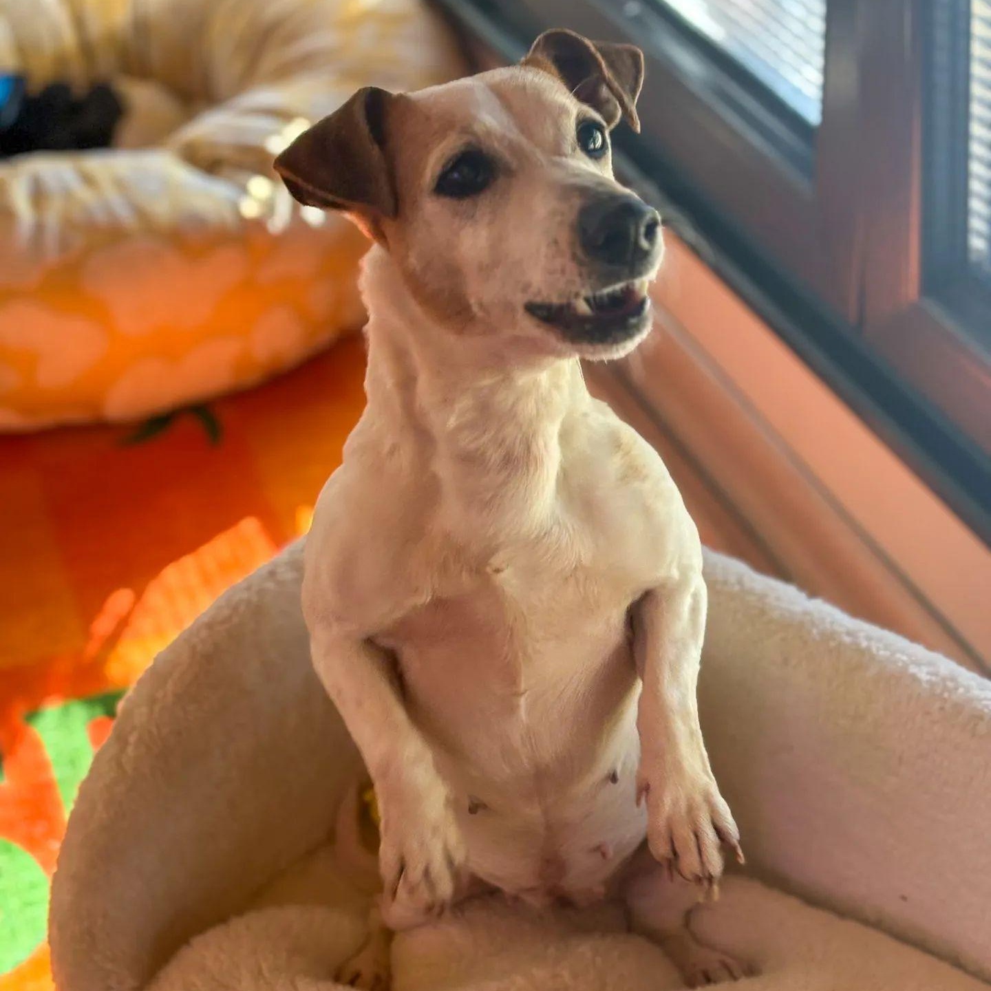 Enlarge Ms. Happy Woody, a Adoptable mixed breed in Vancouver, BC image 5/6