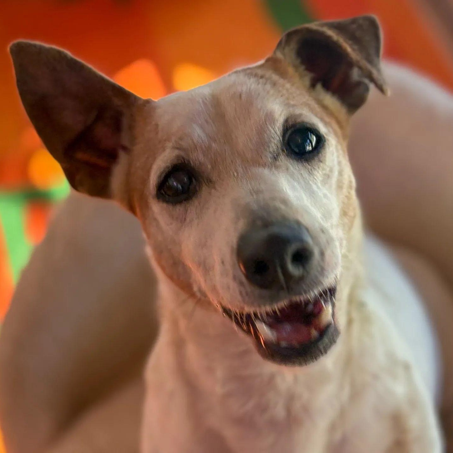 Ms. Happy Woody, Adoptable, Young Female Jack Russell Terrier & Terrier.