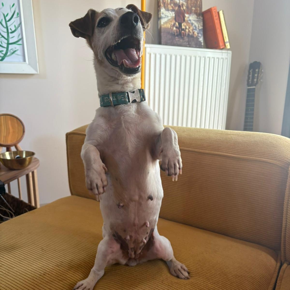 Enlarge Ms. Happy Woody, a Adoptable mixed breed in Vancouver, BC image 4/6