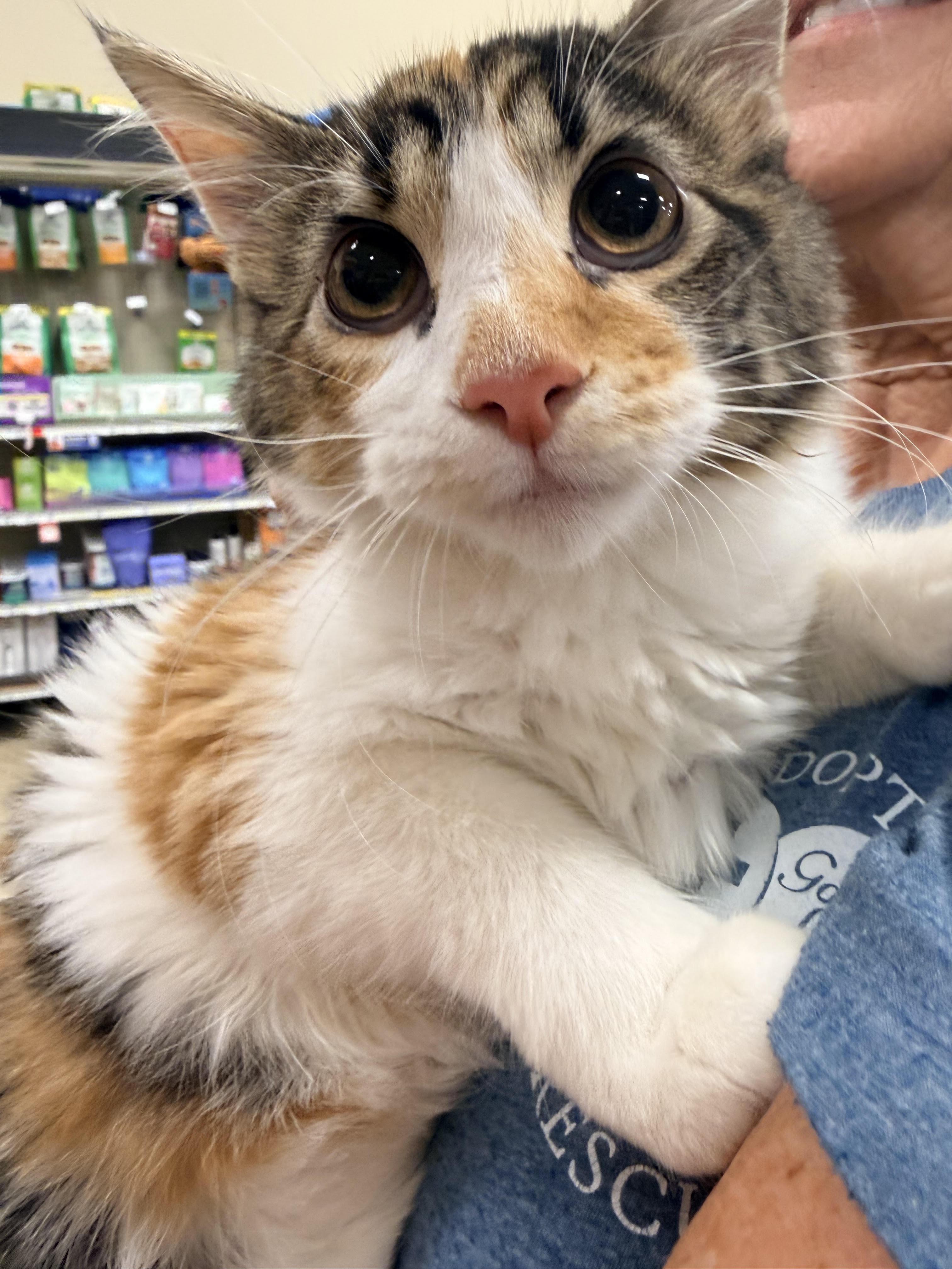 Enlarge Cookie, a ADOPTABLE Domestic Long Hair in Herculaneum, MO image 1/1