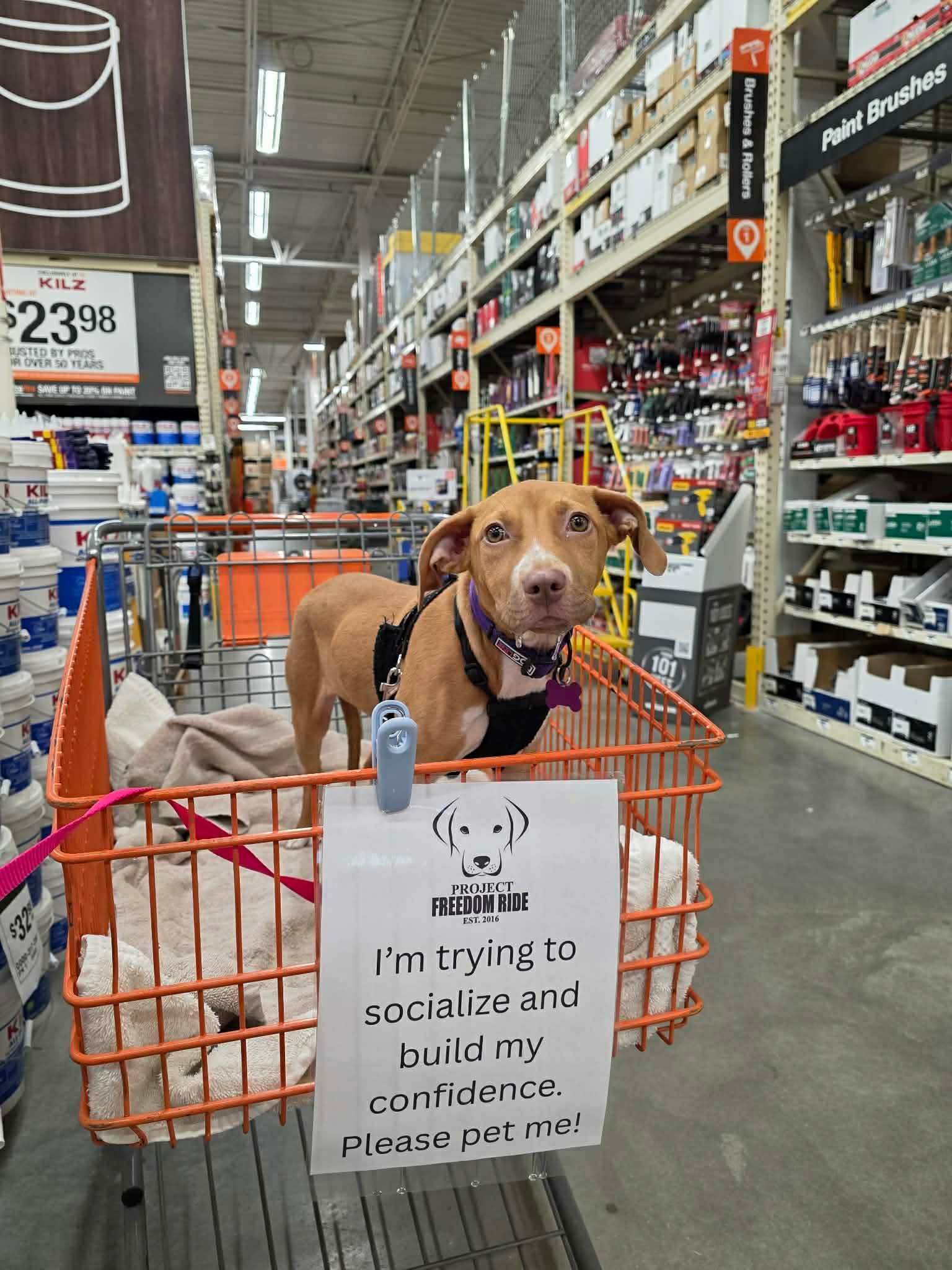 Enlarge TOFFEE, a Adoptable mixed breed in Seattle, WA image 4/6
