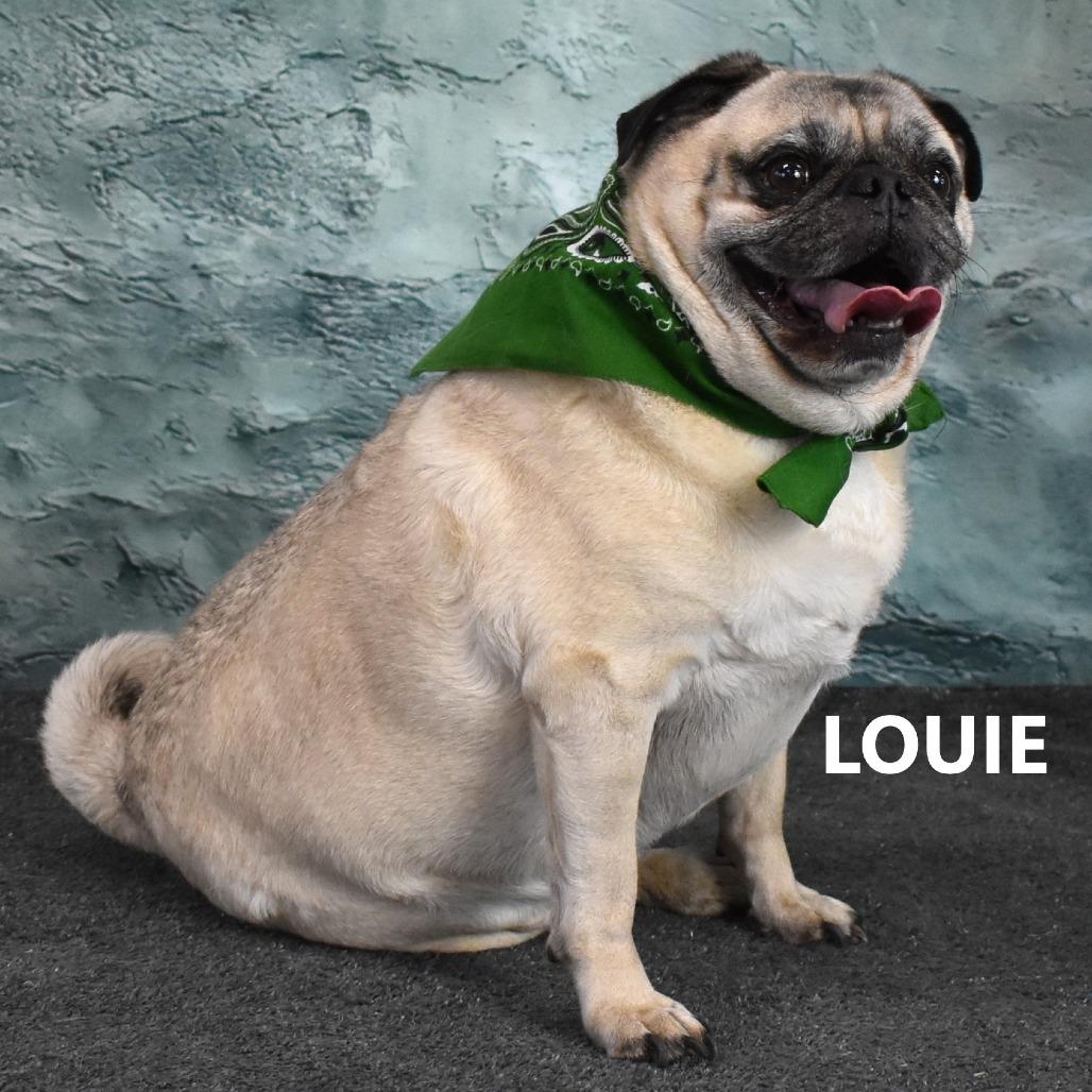 Louie, Adoptable, Senior Male Pug.