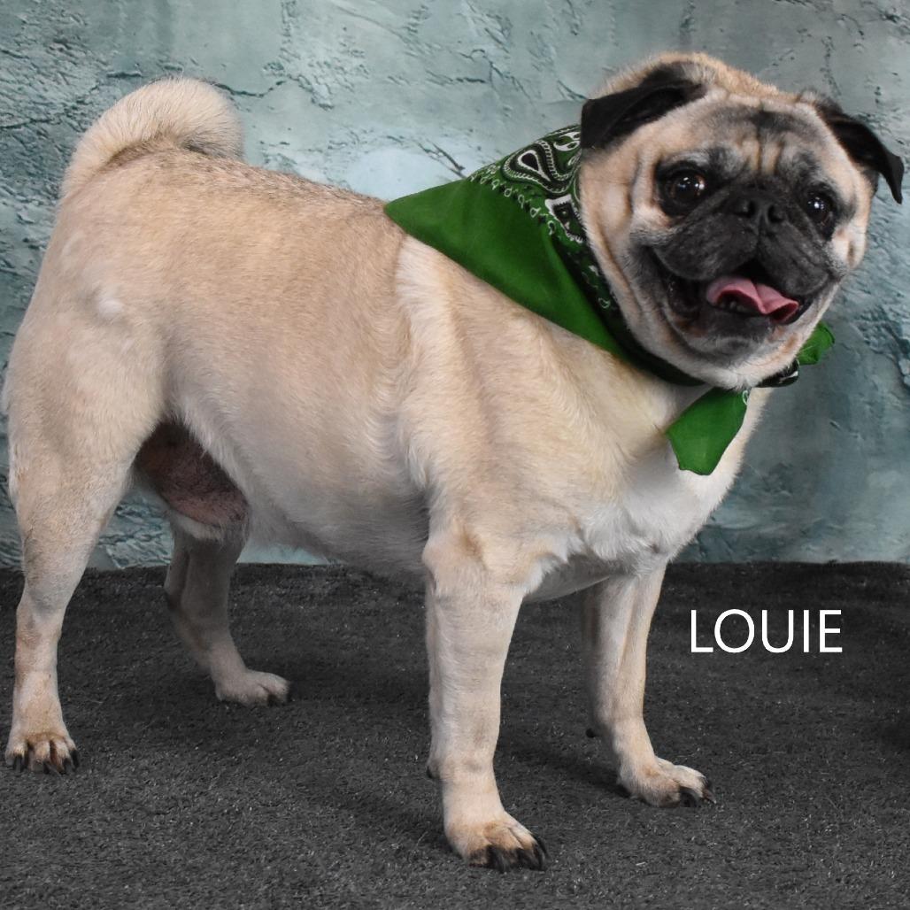 Enlarge Louie, a Adoptable Pug in Yuma, AZ image 2/3