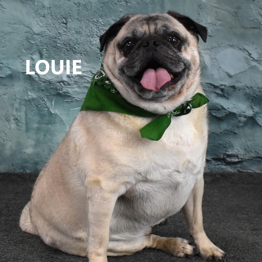Enlarge Louie, a Adoptable Pug in Yuma, AZ image 3/3