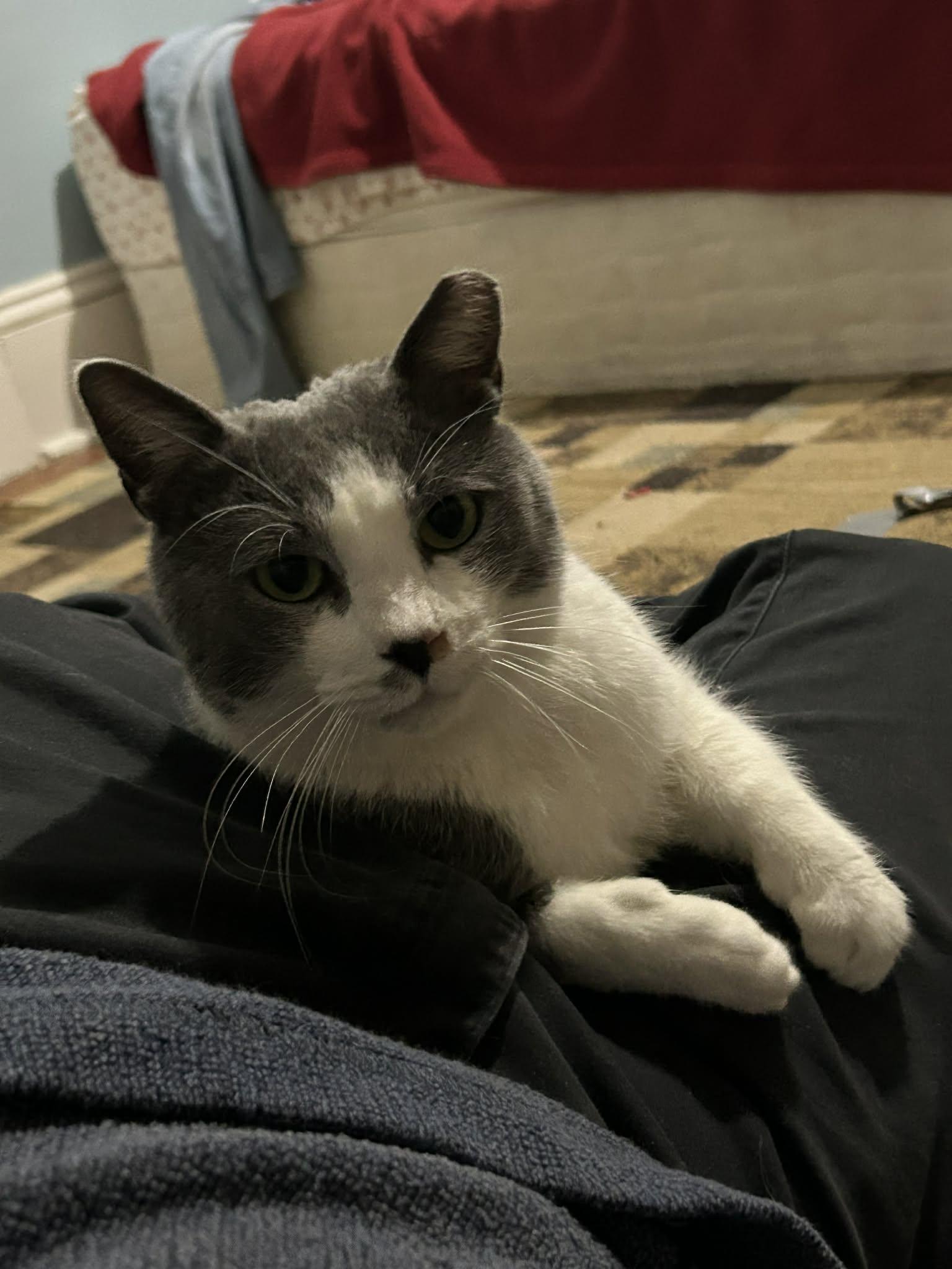 Mulder (M) & Scully (F), a ADOPTABLE Domestic Short Hair in Bellmawr, NJ image 2/5