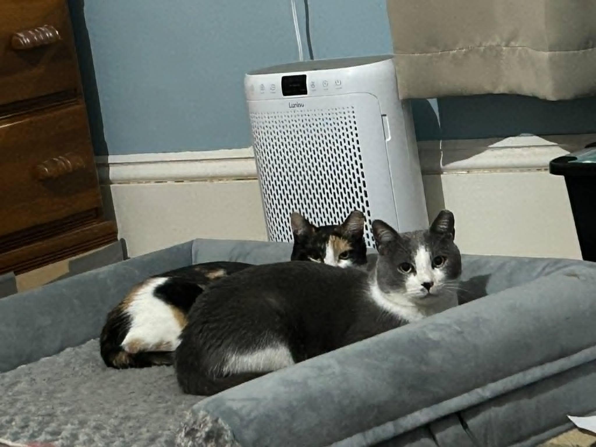 Mulder (M) & Scully (F), ADOPTABLE, Adult Male Domestic Short Hair.