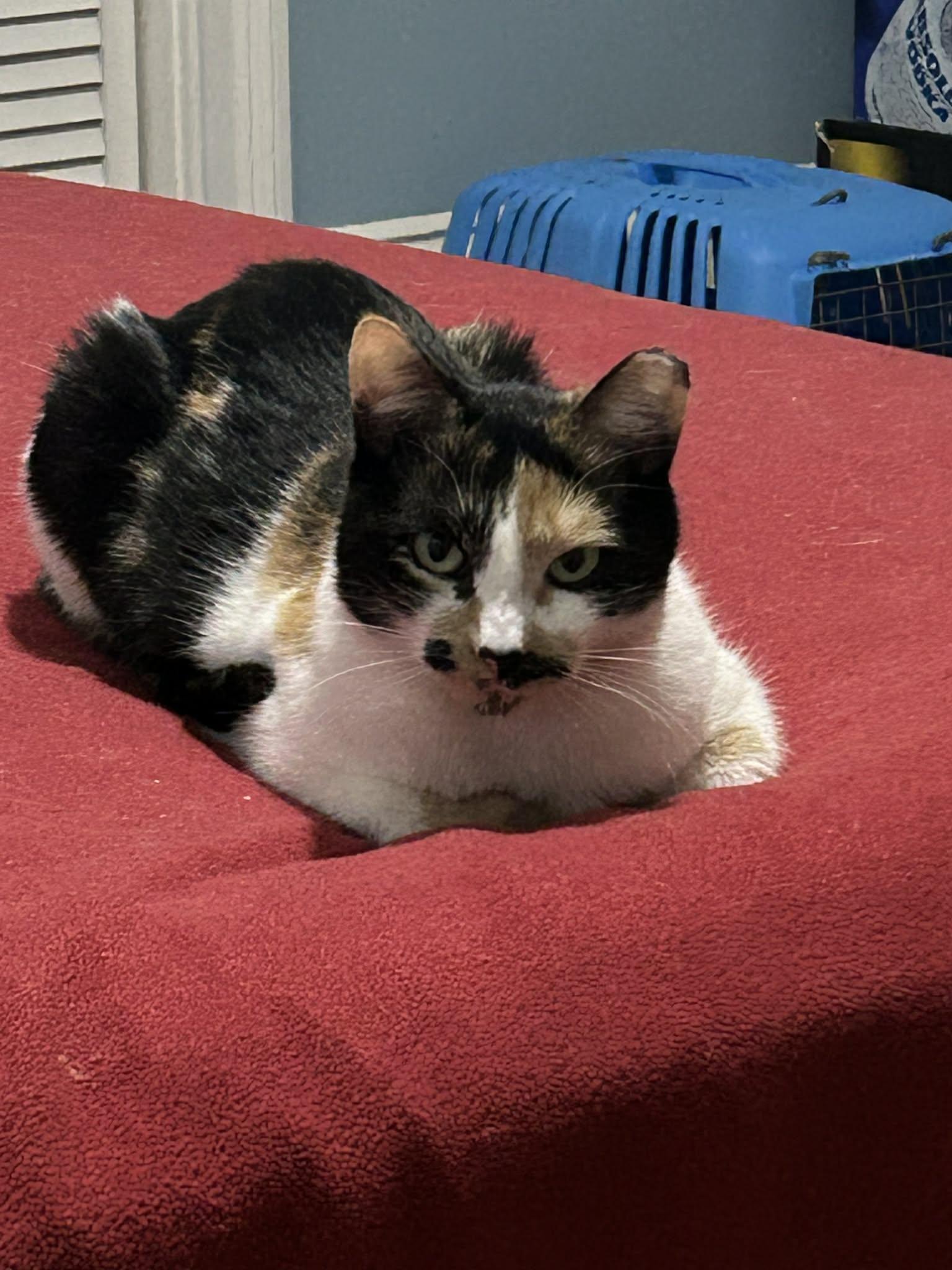 Mulder (M) & Scully (F), a ADOPTABLE Domestic Short Hair in Bellmawr, NJ image 3/5