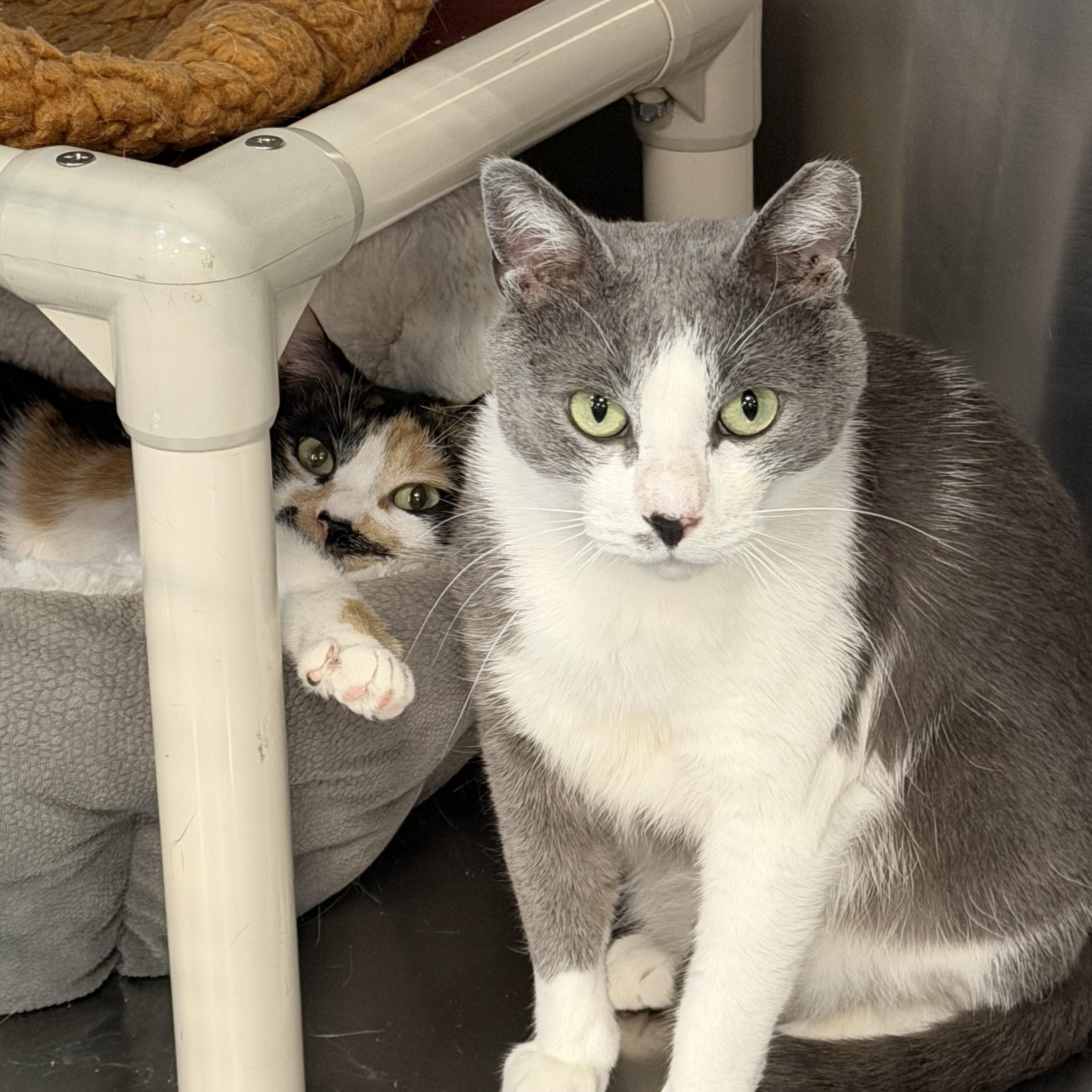 Mulder (M) & Scully (F), ADOPTABLE, Adult Male Domestic Short Hair.