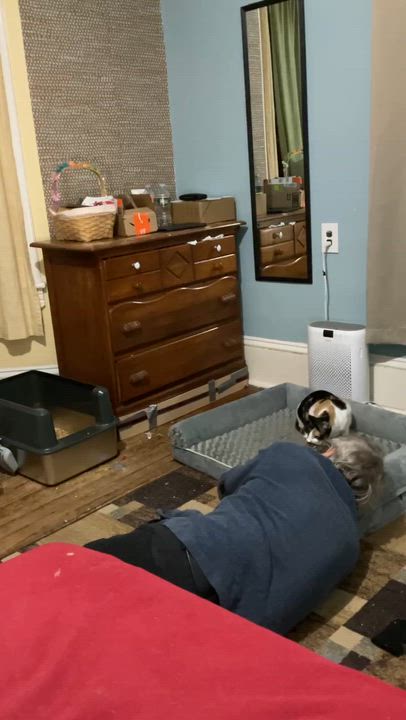 Enlarge Mulder (M) & Scully (F), a ADOPTABLE Domestic Short Hair in Bellmawr, NJ video 4/5