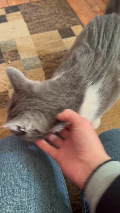 Enlarge Mulder (M) & Scully (F), a ADOPTABLE Domestic Short Hair in Bellmawr, NJ video 5/5