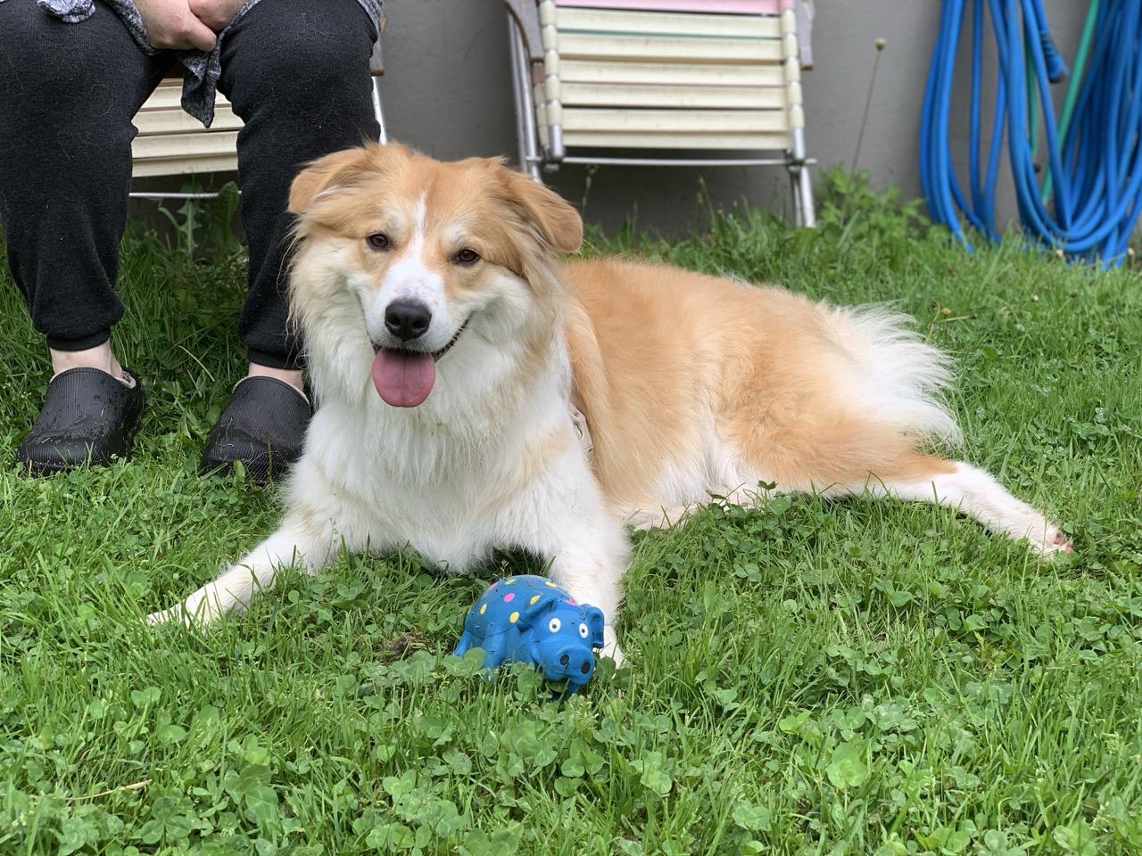 Enlarge Ginger, an adoptable mixed breed in Sparta, NJ image 6/6