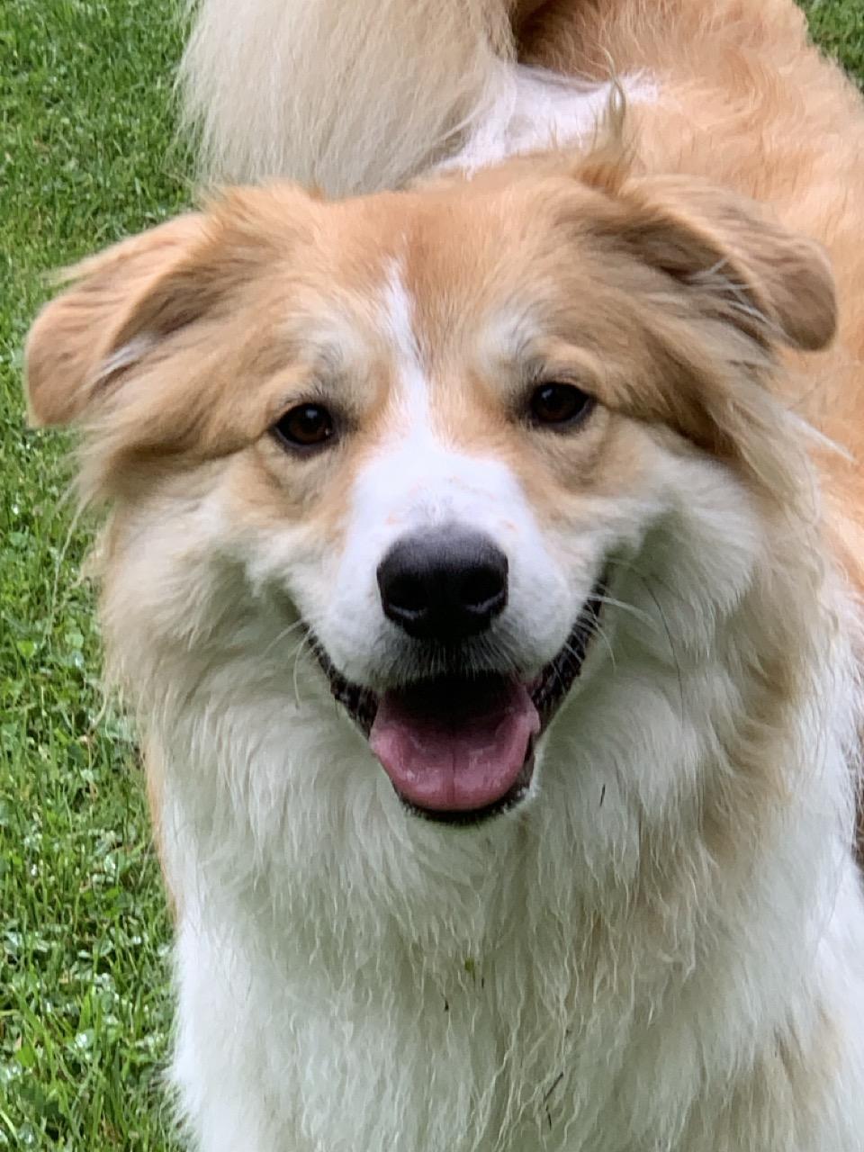 Enlarge Ginger, an adoptable mixed breed in Sparta, NJ image 2/6