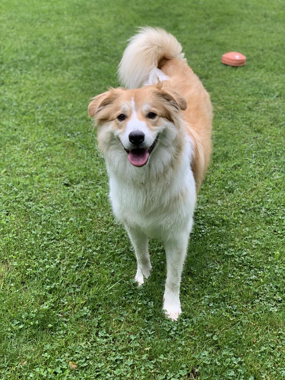 Enlarge Ginger, an adoptable mixed breed in Sparta, NJ image 4/6