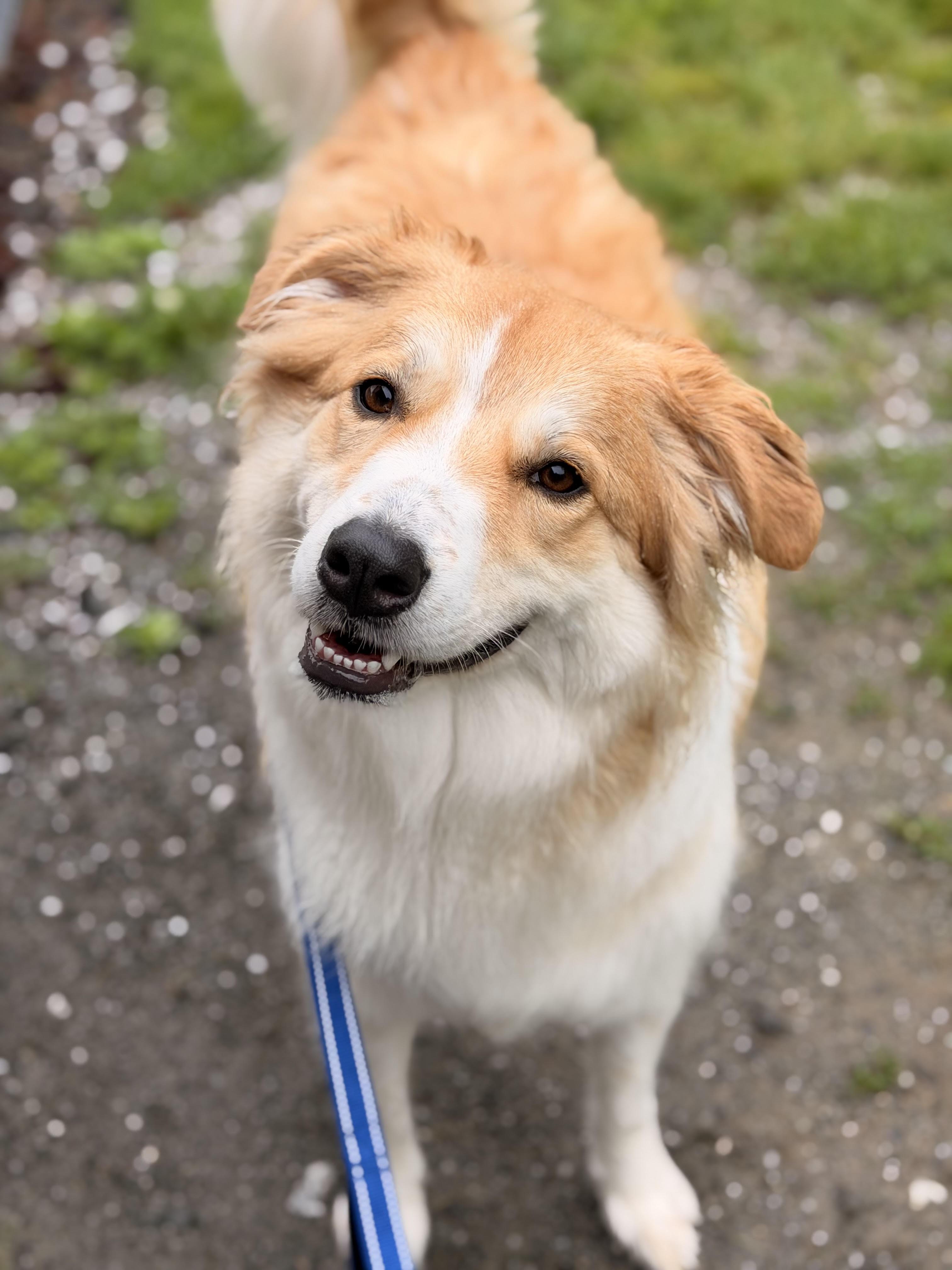 Enlarge Ginger, an adoptable mixed breed in Sparta, NJ image 1/6