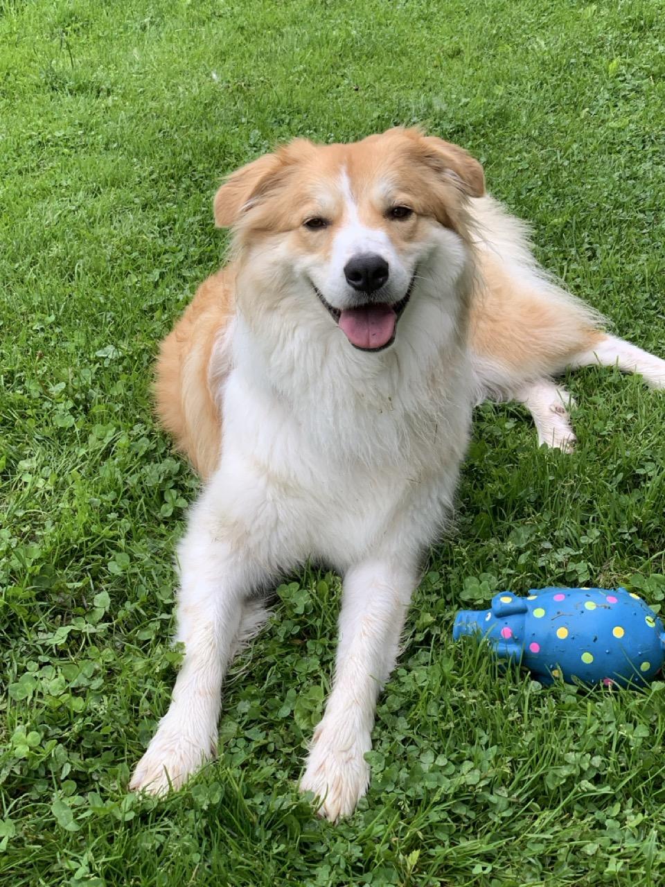 Enlarge Ginger, an adoptable mixed breed in Sparta, NJ image 3/6