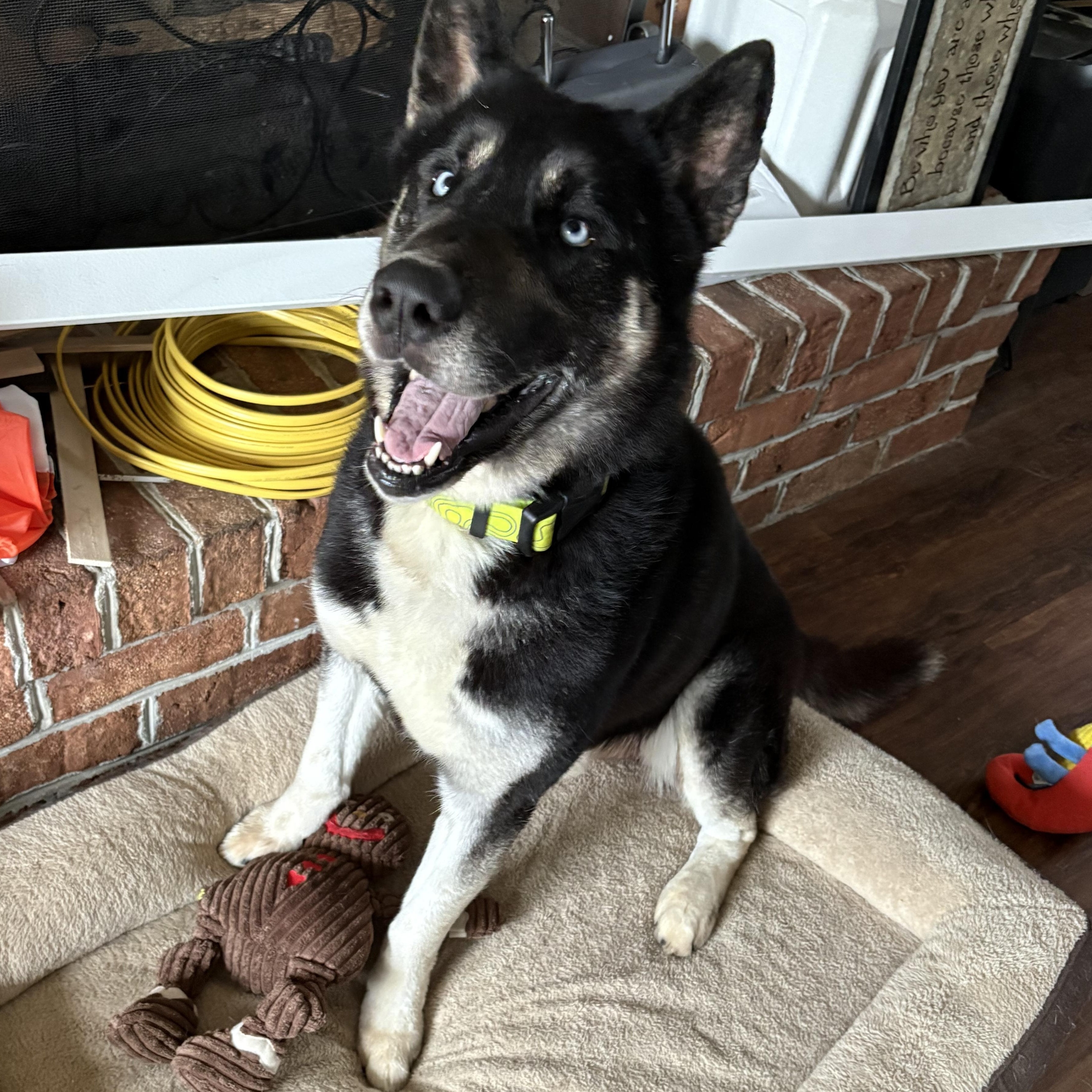 Enlarge Max, a ADOPTABLE mixed breed in York, PA image 5/5