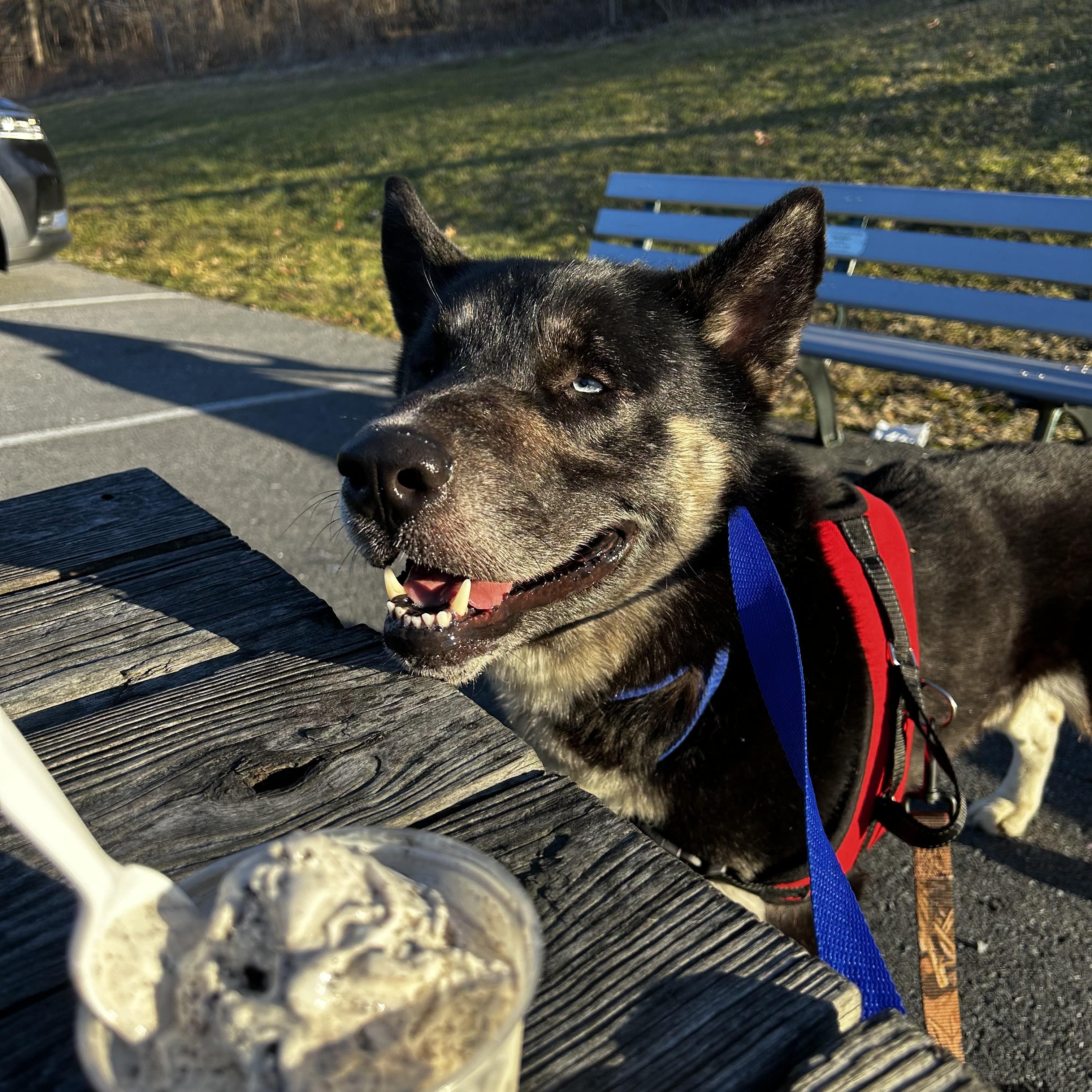Enlarge Max, a ADOPTABLE mixed breed in York, PA image 4/5