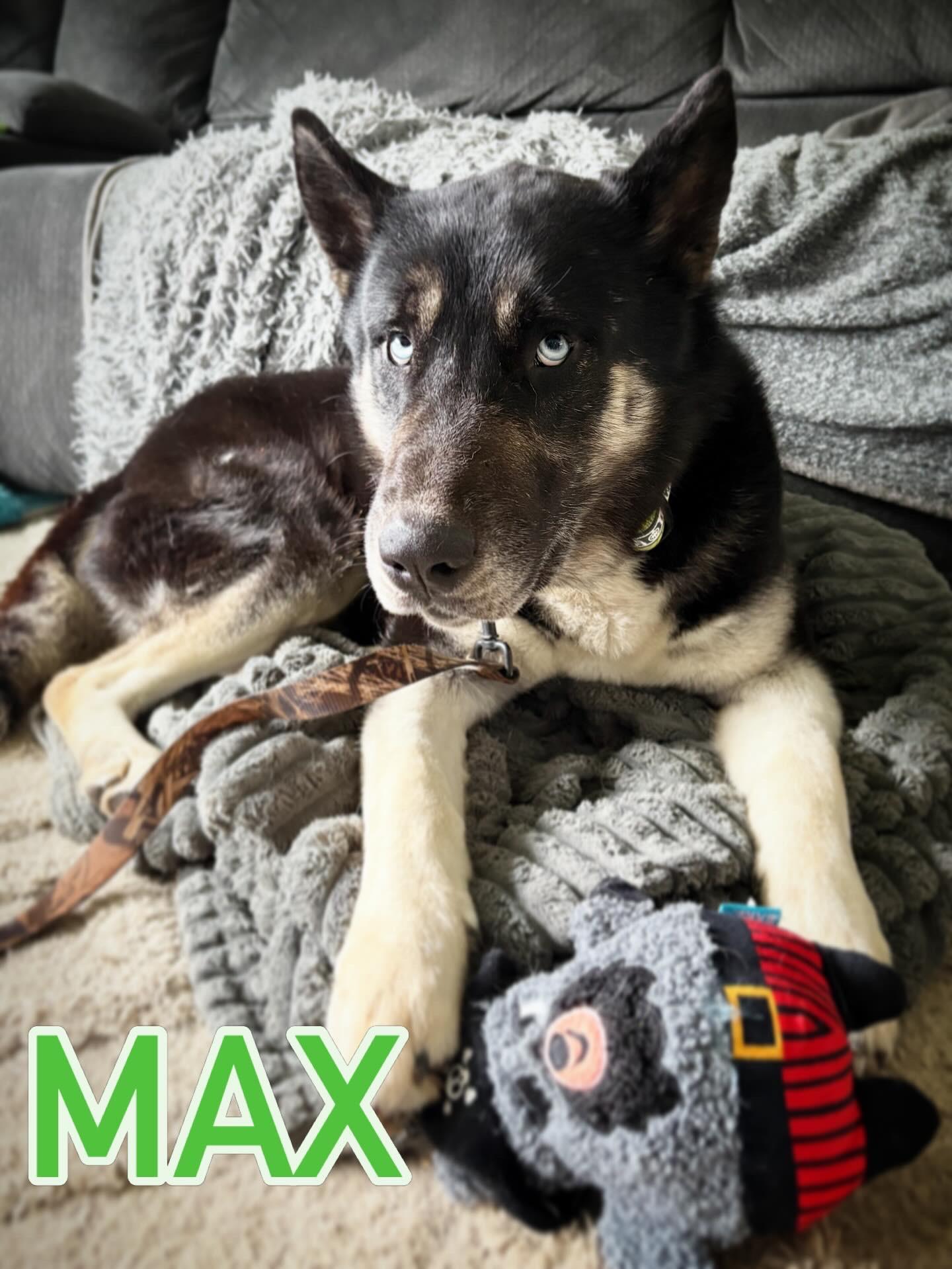 Max, ADOPTABLE, Adult Male Siberian Husky & German Shepherd Dog.