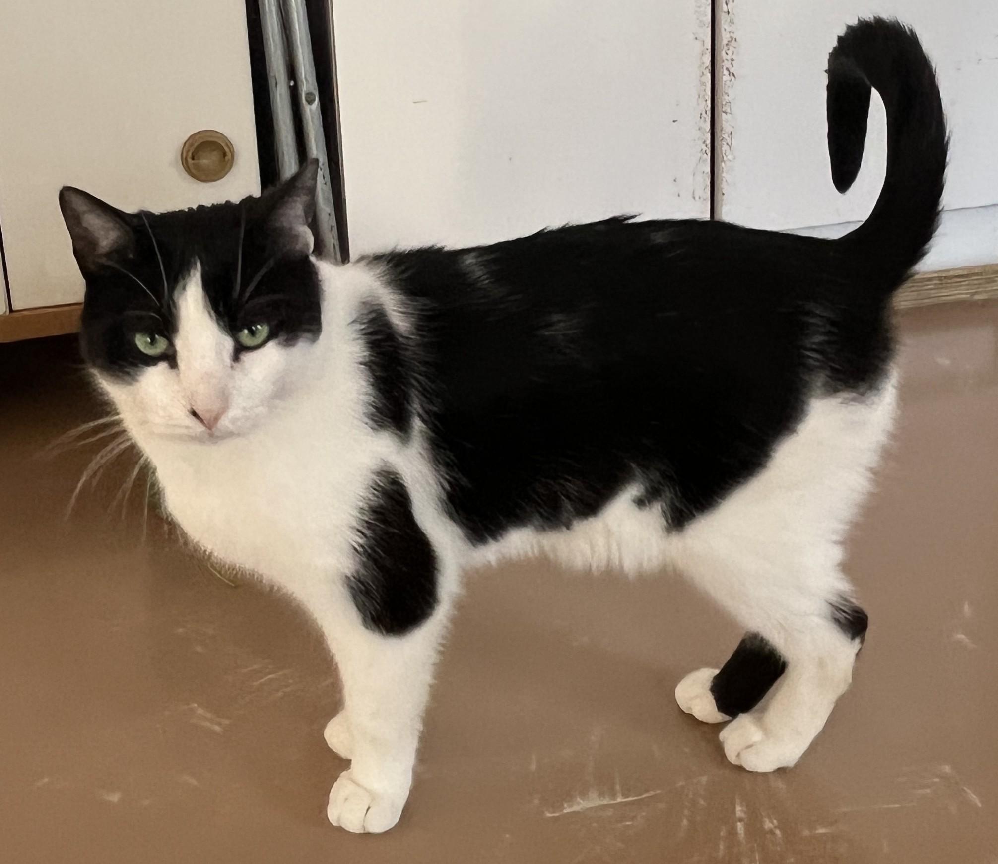 Enlarge SACHAT (CR/SC), a Adoptable Domestic Short Hair in Sainte-Angele-de-Monnoir, QC image 5/6