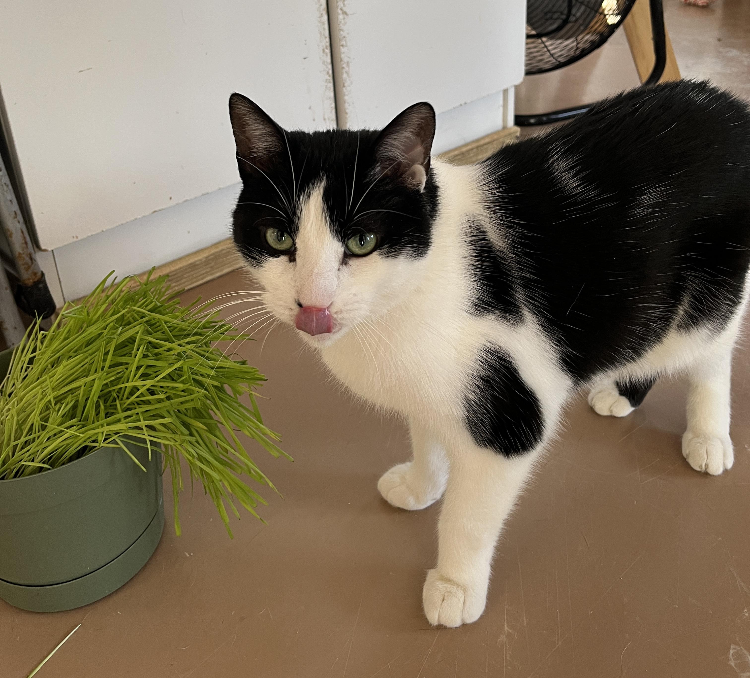 Enlarge SACHAT (CR/SC), a Adoptable Domestic Short Hair in Sainte-Angele-de-Monnoir, QC image 4/6