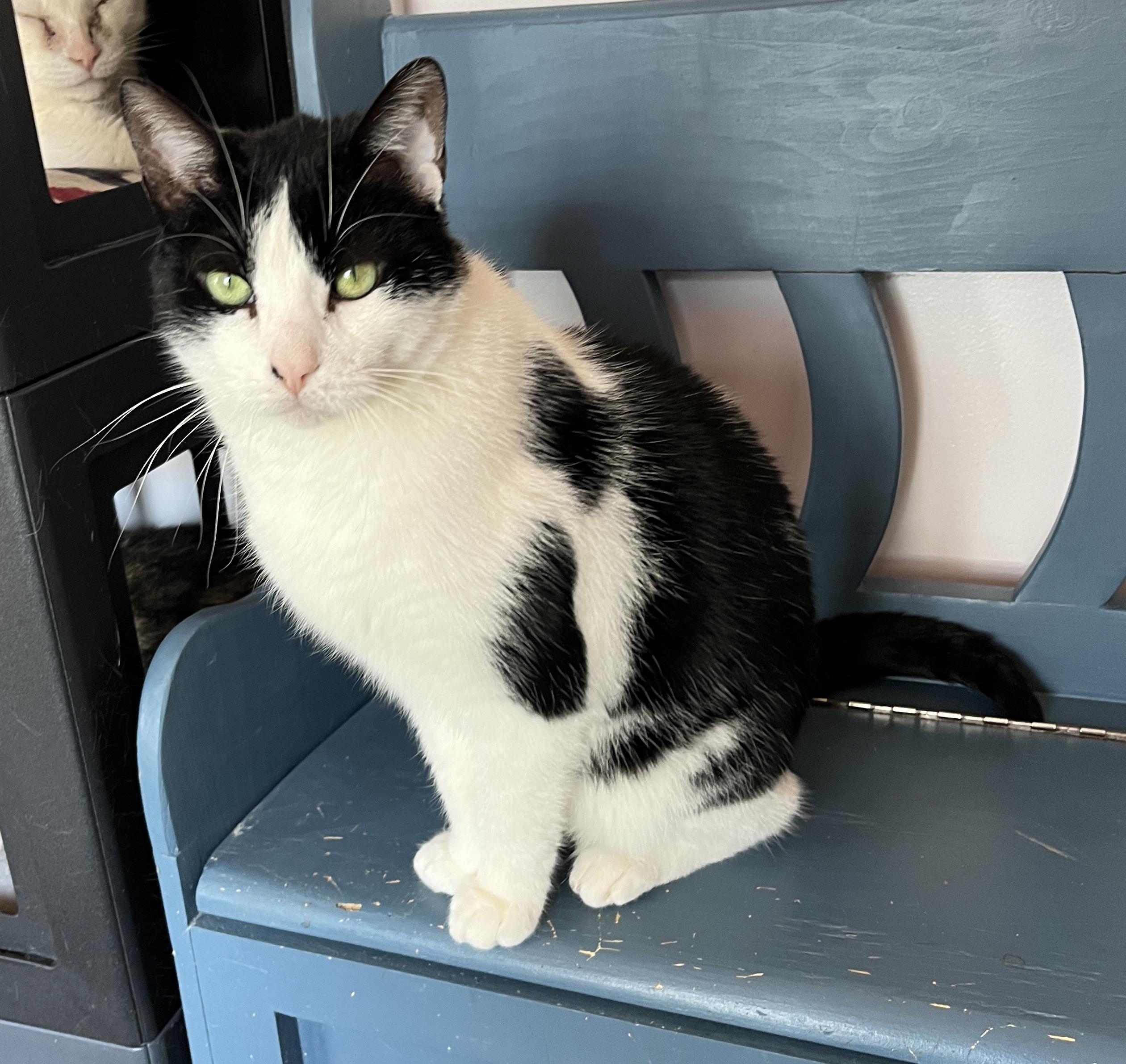 Enlarge SACHAT (CR/SC), a Adoptable Domestic Short Hair in Sainte-Angele-de-Monnoir, QC image 3/6