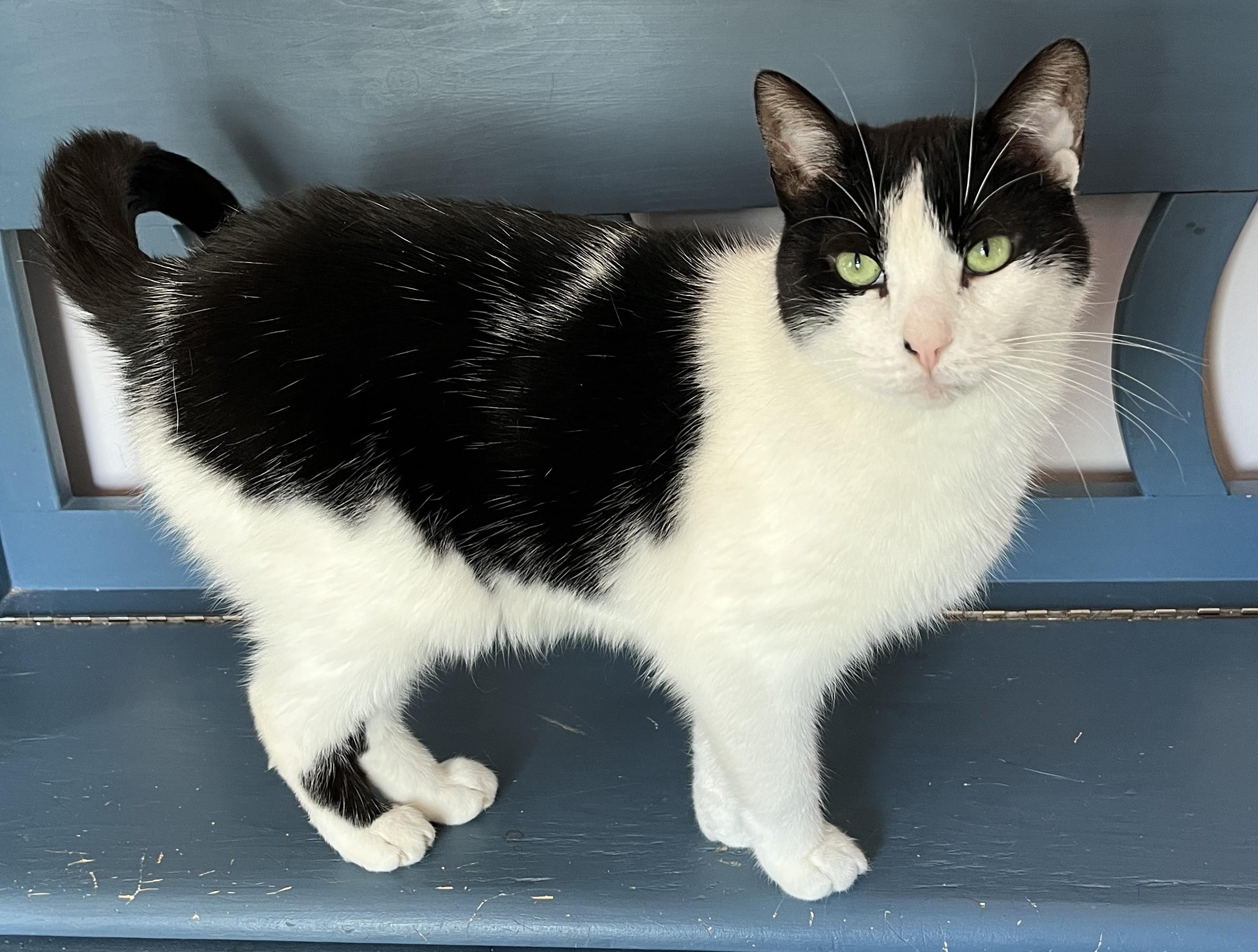 Enlarge SACHAT (CR/SC), a Adoptable Domestic Short Hair in Sainte-Angele-de-Monnoir, QC image 2/6