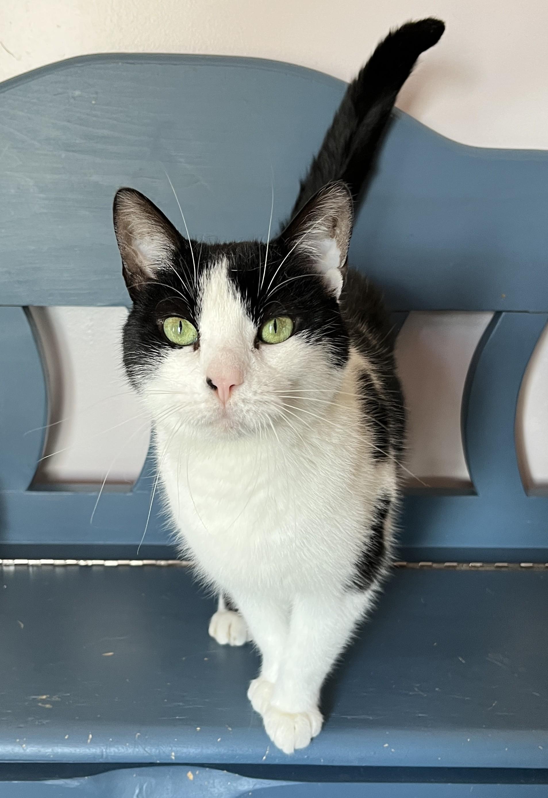 Enlarge SACHAT (CR/SC), a Adoptable Domestic Short Hair in Sainte-Angele-de-Monnoir, QC image 1/6