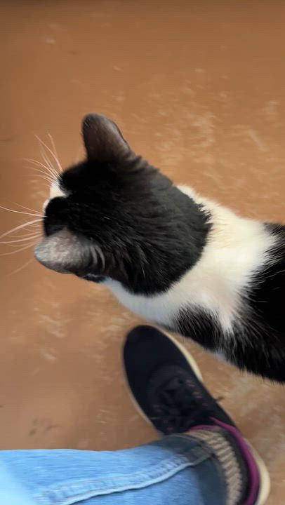 Enlarge SACHAT (CR/SC), a Adoptable Domestic Short Hair in Sainte-Angele-de-Monnoir, QC video 6/6