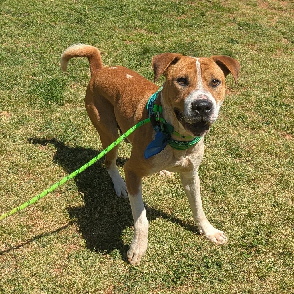 Uptown Boy, Adoptable, Adult Male Hound.