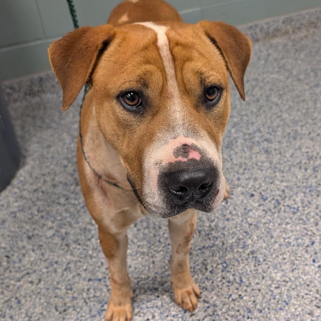 Enlarge Uptown Boy, a Adoptable mixed breed in Greenville, SC image 2/4