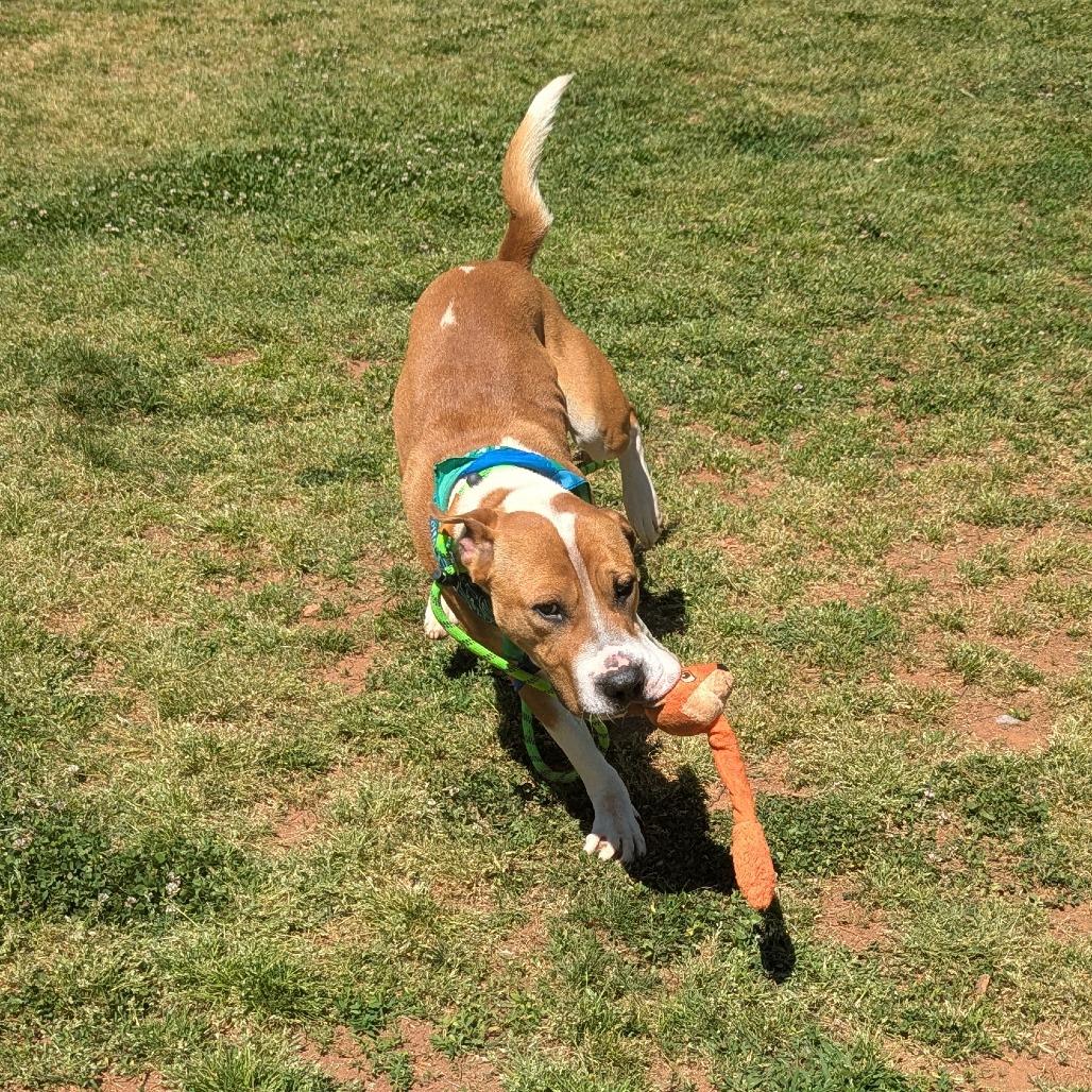 Enlarge Uptown Boy, a Adoptable mixed breed in Greenville, SC image 3/4