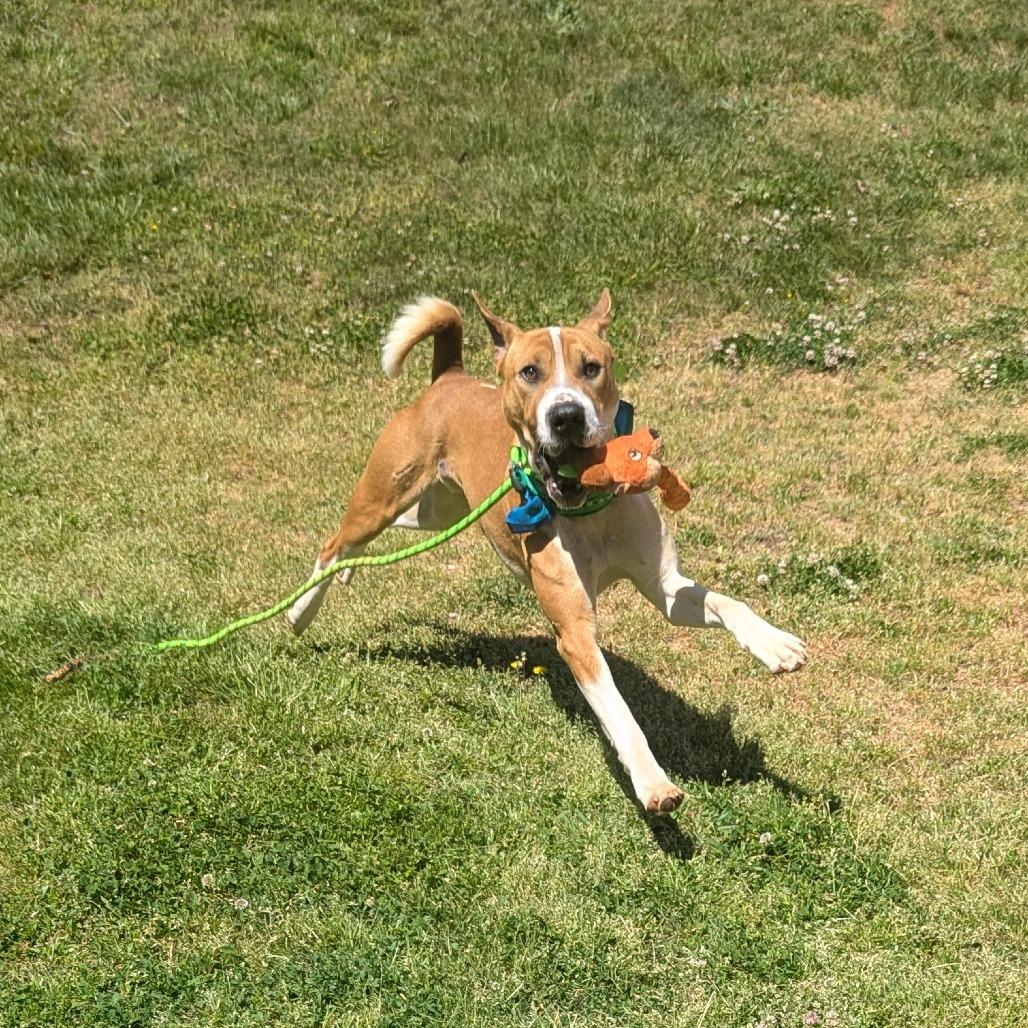 Enlarge Uptown Boy, a Adoptable mixed breed in Greenville, SC image 4/4