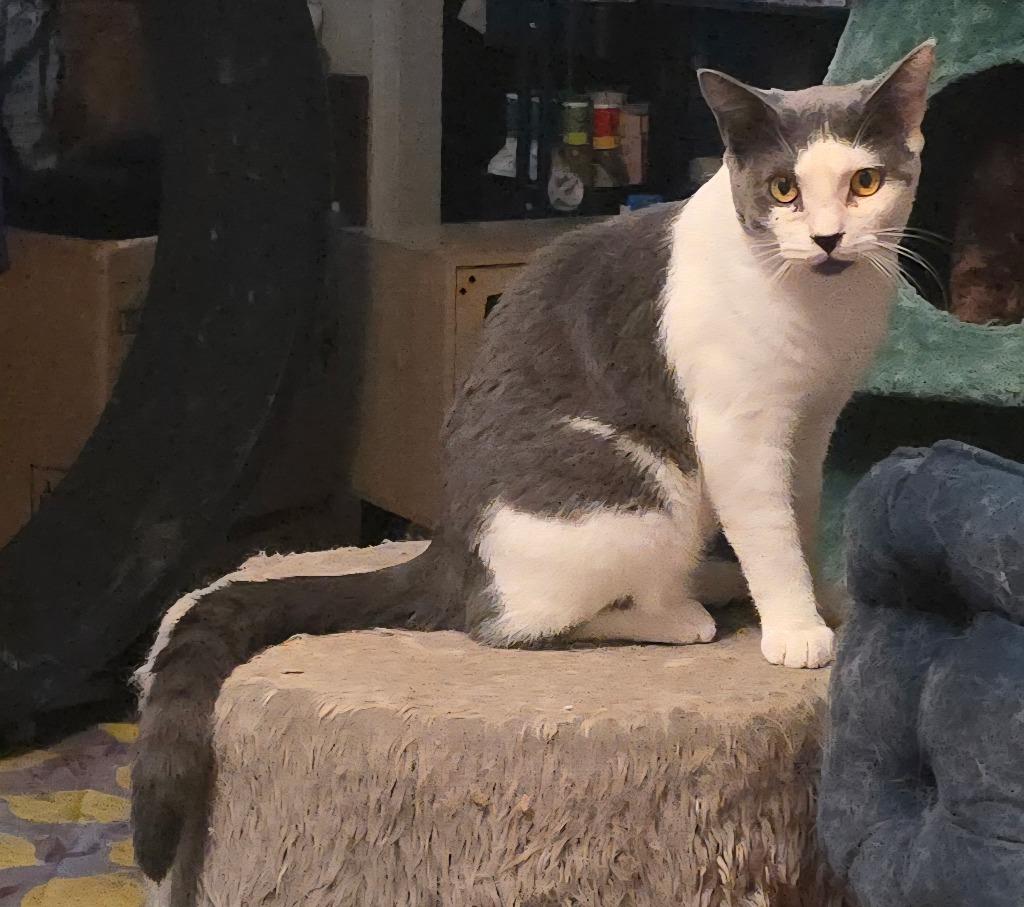 Enlarge Guthrie, a Adoptable mixed breed in Cumming, GA image 1/4