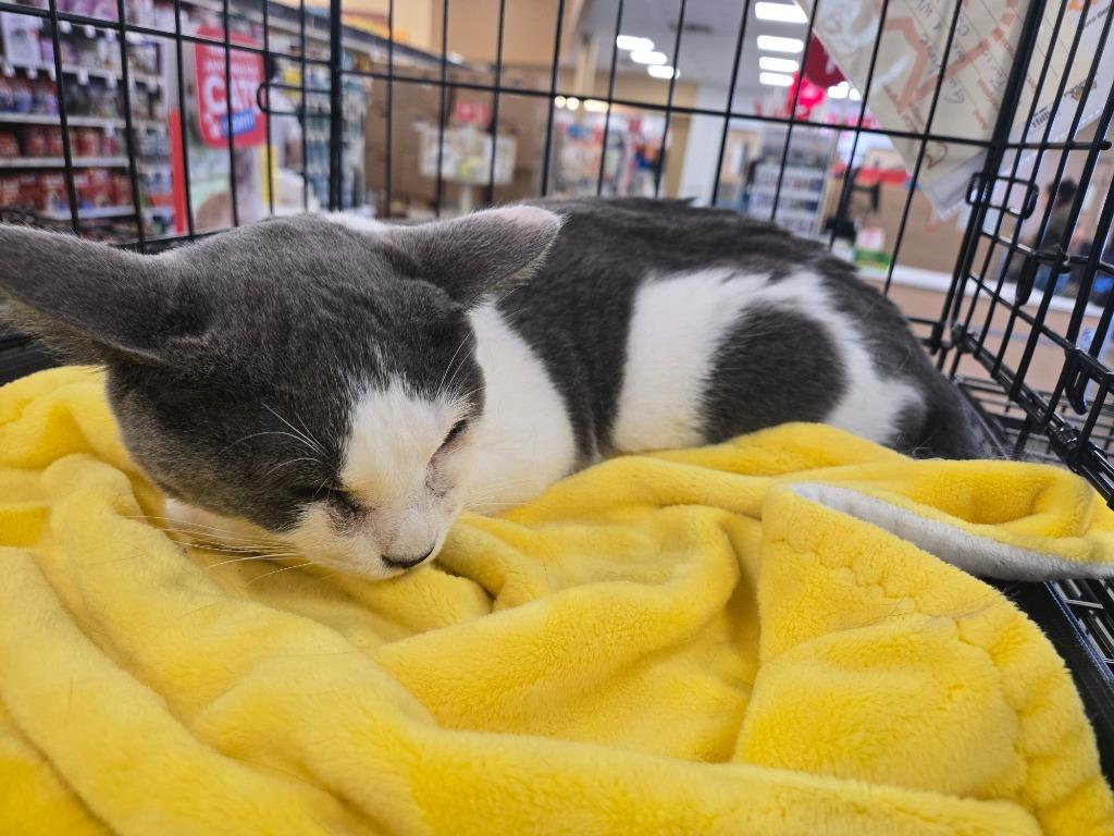 Enlarge Guthrie, a Adoptable mixed breed in Cumming, GA image 2/4