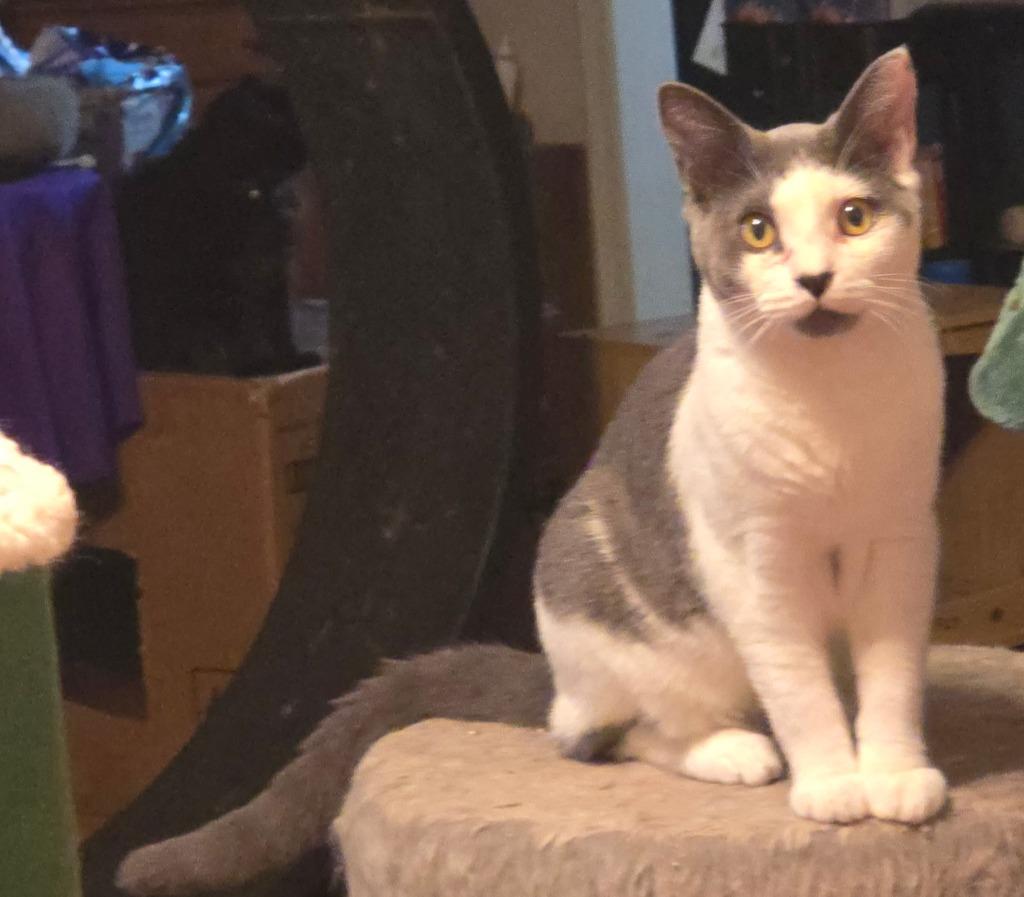 Enlarge Guthrie, a Adoptable mixed breed in Cumming, GA image 3/4