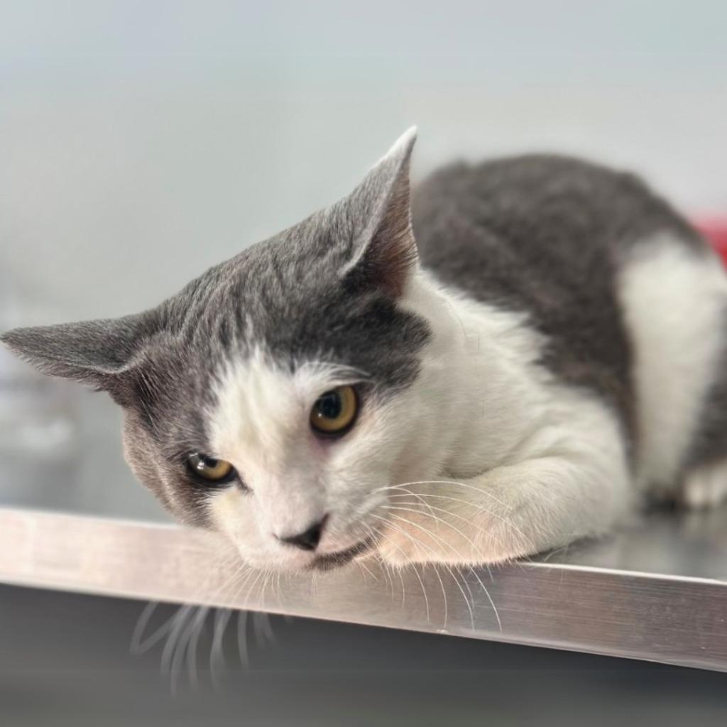 Enlarge Guthrie, a Adoptable mixed breed in Cumming, GA image 4/4