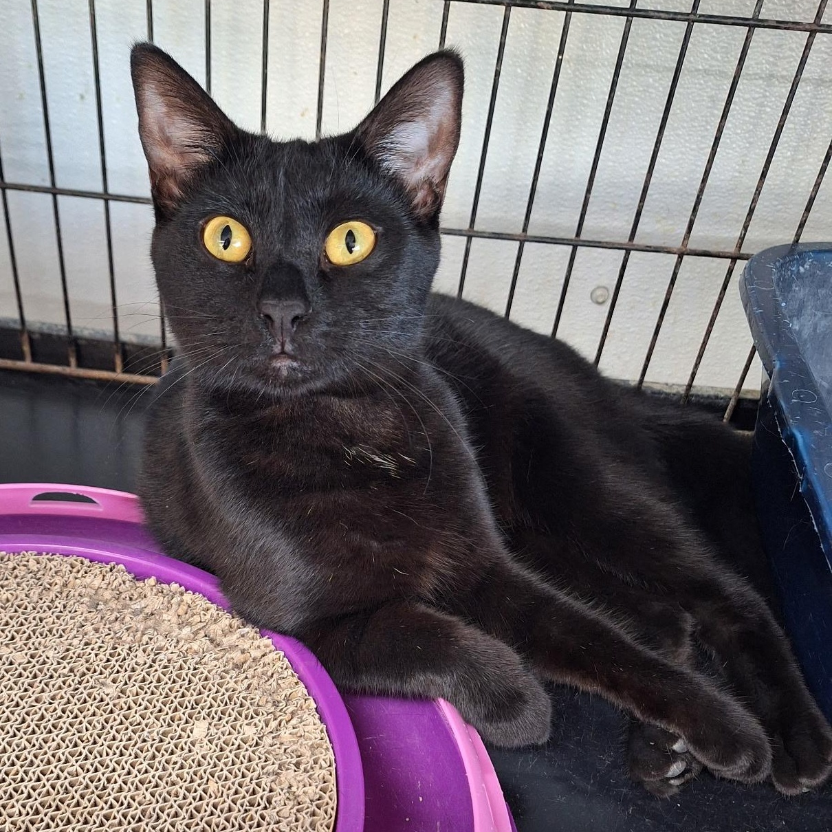 Licorice, Adoptable, Kitten Female American Shorthair.