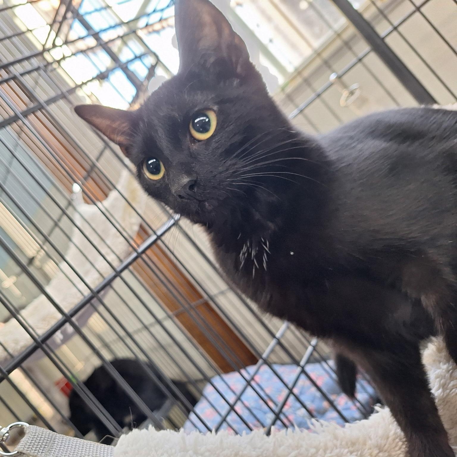 Licorice, Adoptable, Kitten Female American Shorthair.