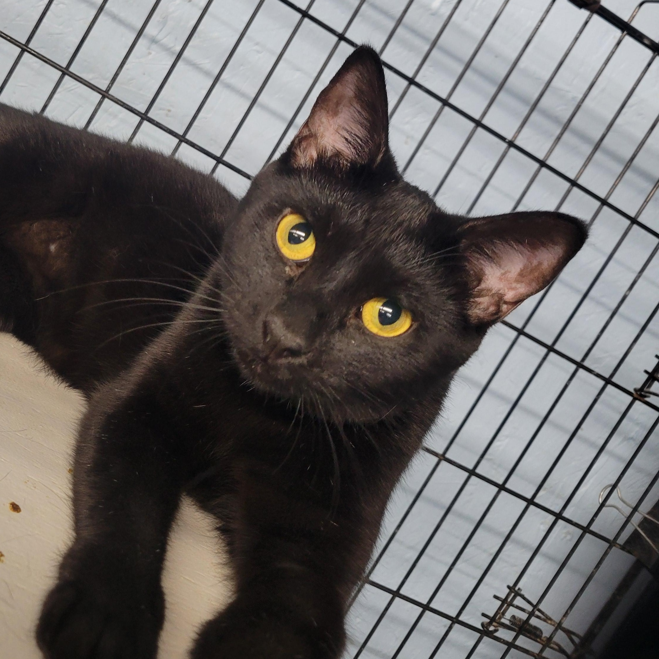 Licorice, Adoptable, Kitten Female American Shorthair.