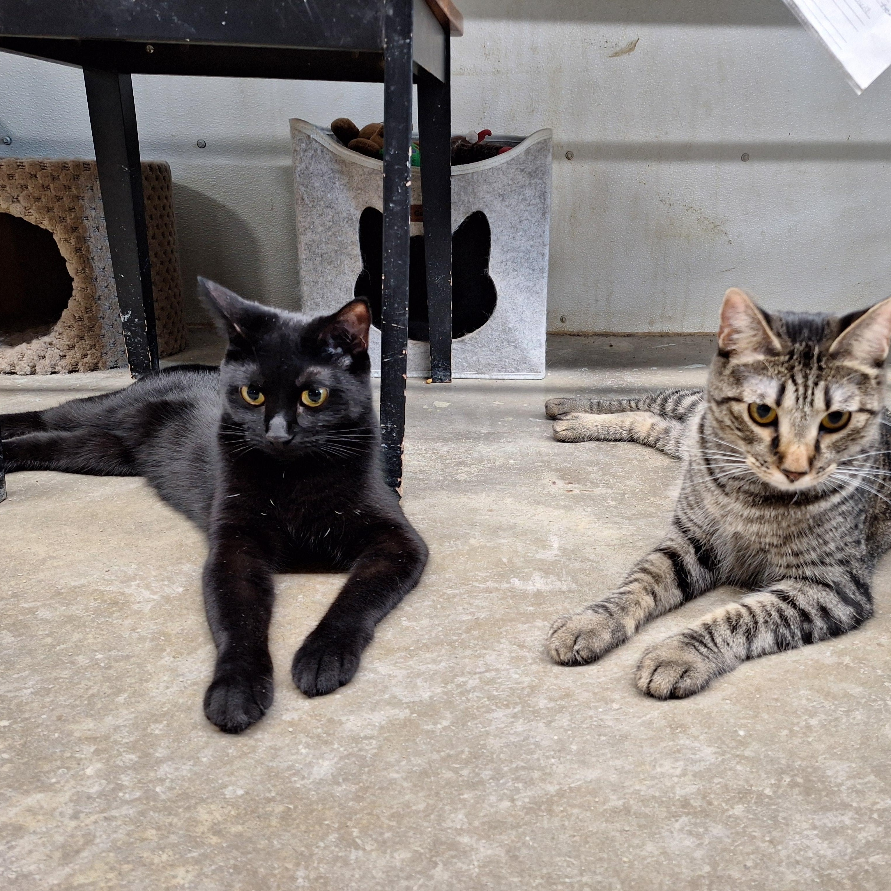 Enlarge Licorice, a Adoptable American Shorthair in Clarinda, IA image 6/6
